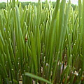 wheatgrass