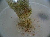 dehull sprouts