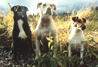 dog sprouts